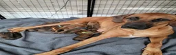 Rhodesian Ridgeback dogs for sale: Rhodesian Ridgeback Puppys - Ad 1