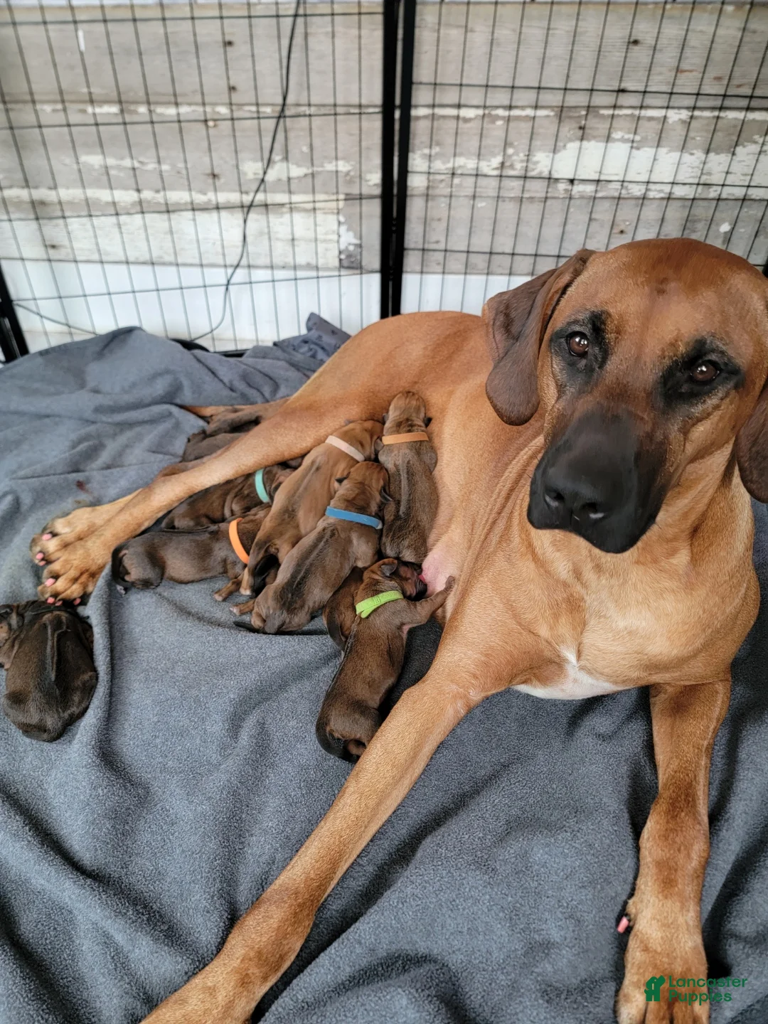 Rhodesian Ridgeback dogs for sale: Rhodesian Ridgeback Puppys - Ad 1