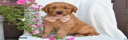 Golden Retriever dogs for sale: Coco - Ad 3