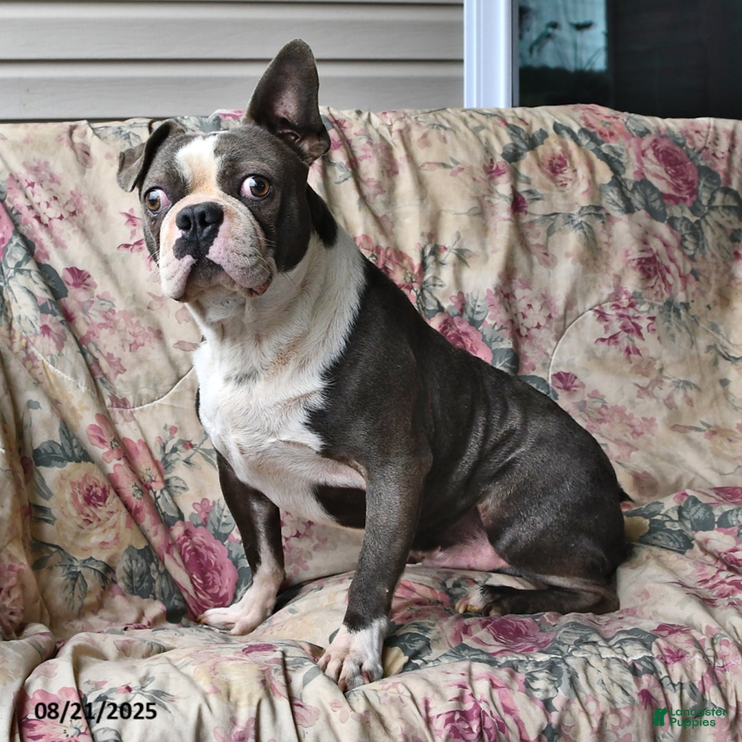 Boston Terrier dogs for sale: Hazel - Ad 13