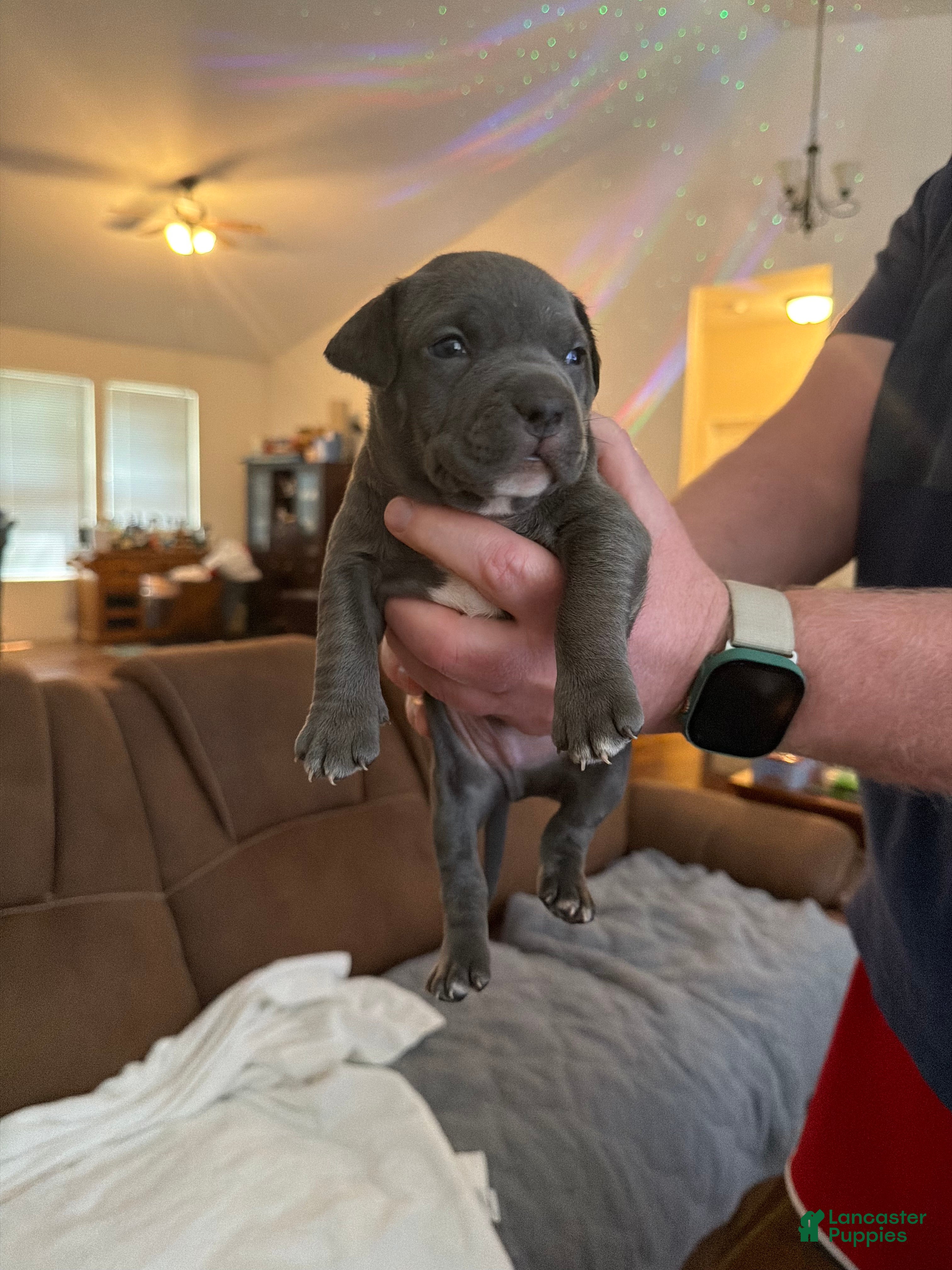 American Bully dogs Danny - Ad 1