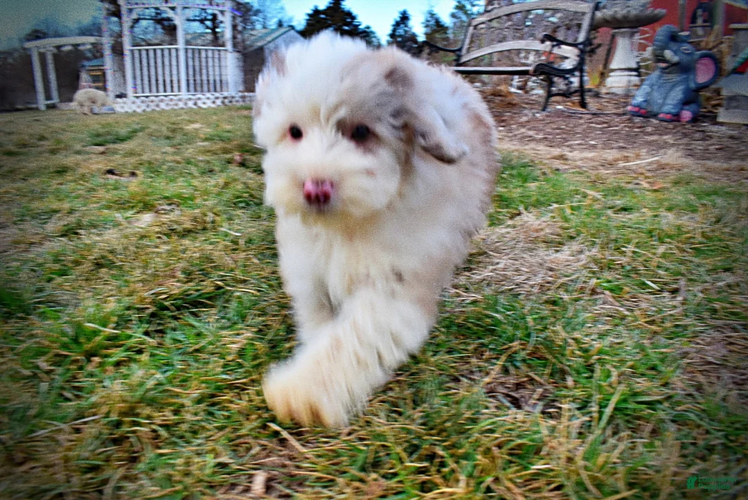 Havapoo dogs for sale: Wiggles - Ad 22