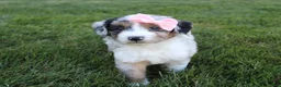 Mini Aussiedoodle dogs for sale: Kali 🎀 - Ad 5