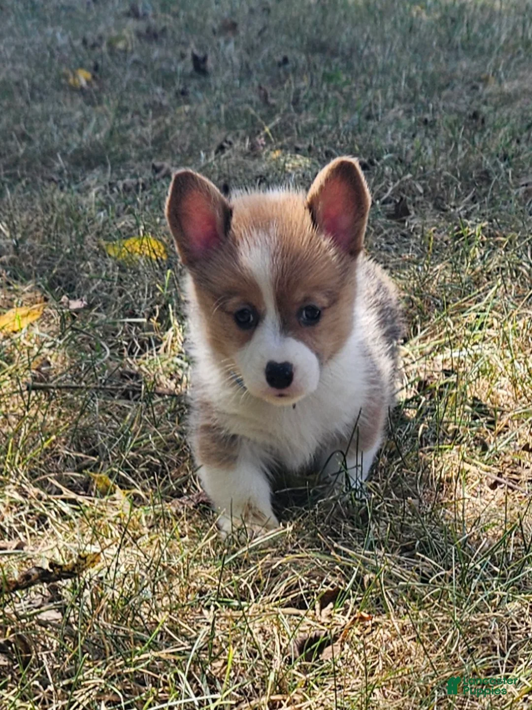 Gallery Image {{count}}