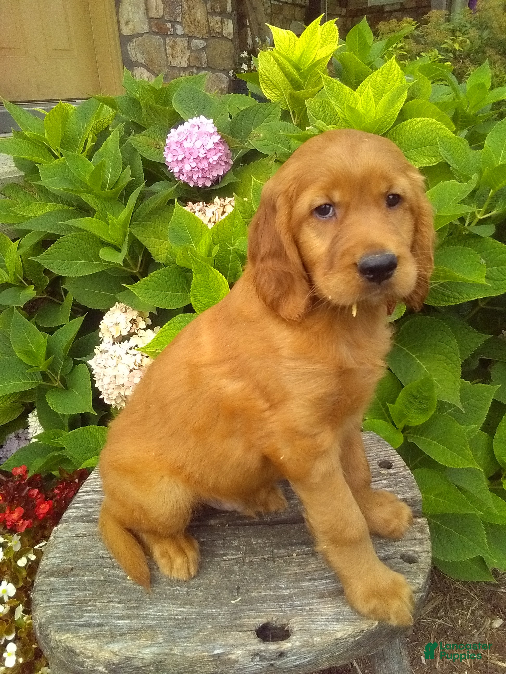 Mixed Breed dogs Vern - Ad 2