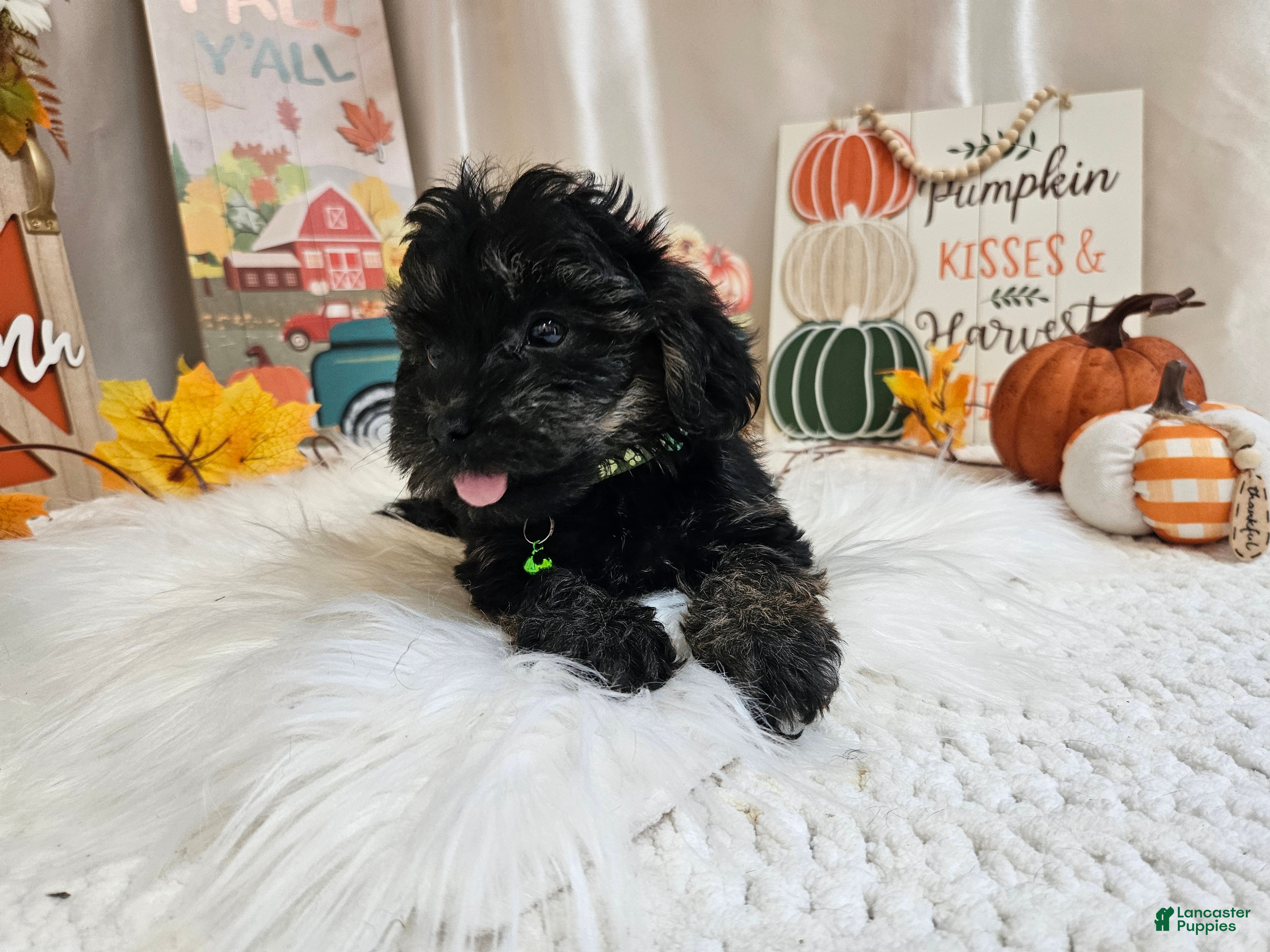 Yorkiepoo dogs Andy Lynn - Ad 30