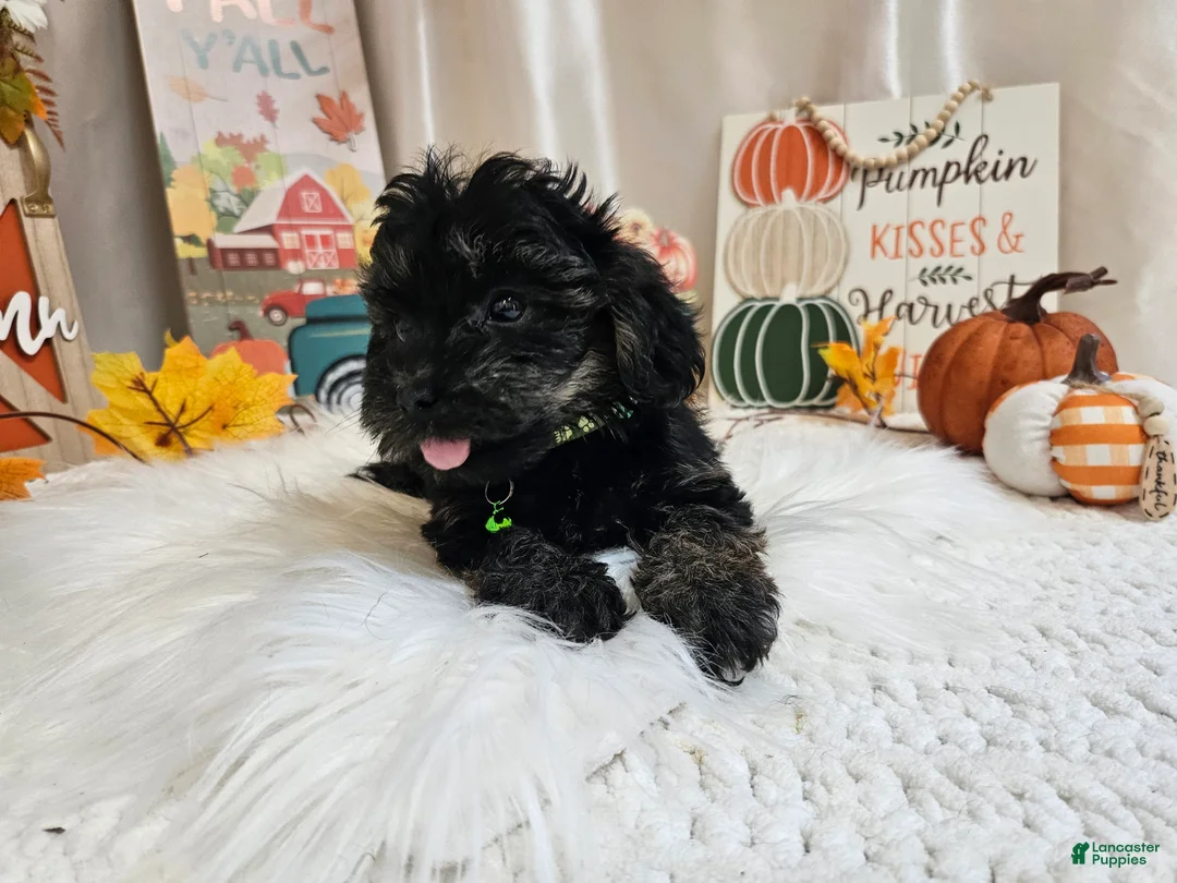 Yorkiepoo dogs for sale: Andy Lynn - Ad 1