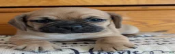 Puggle dogs for sale: Kevin  - Ad 14
