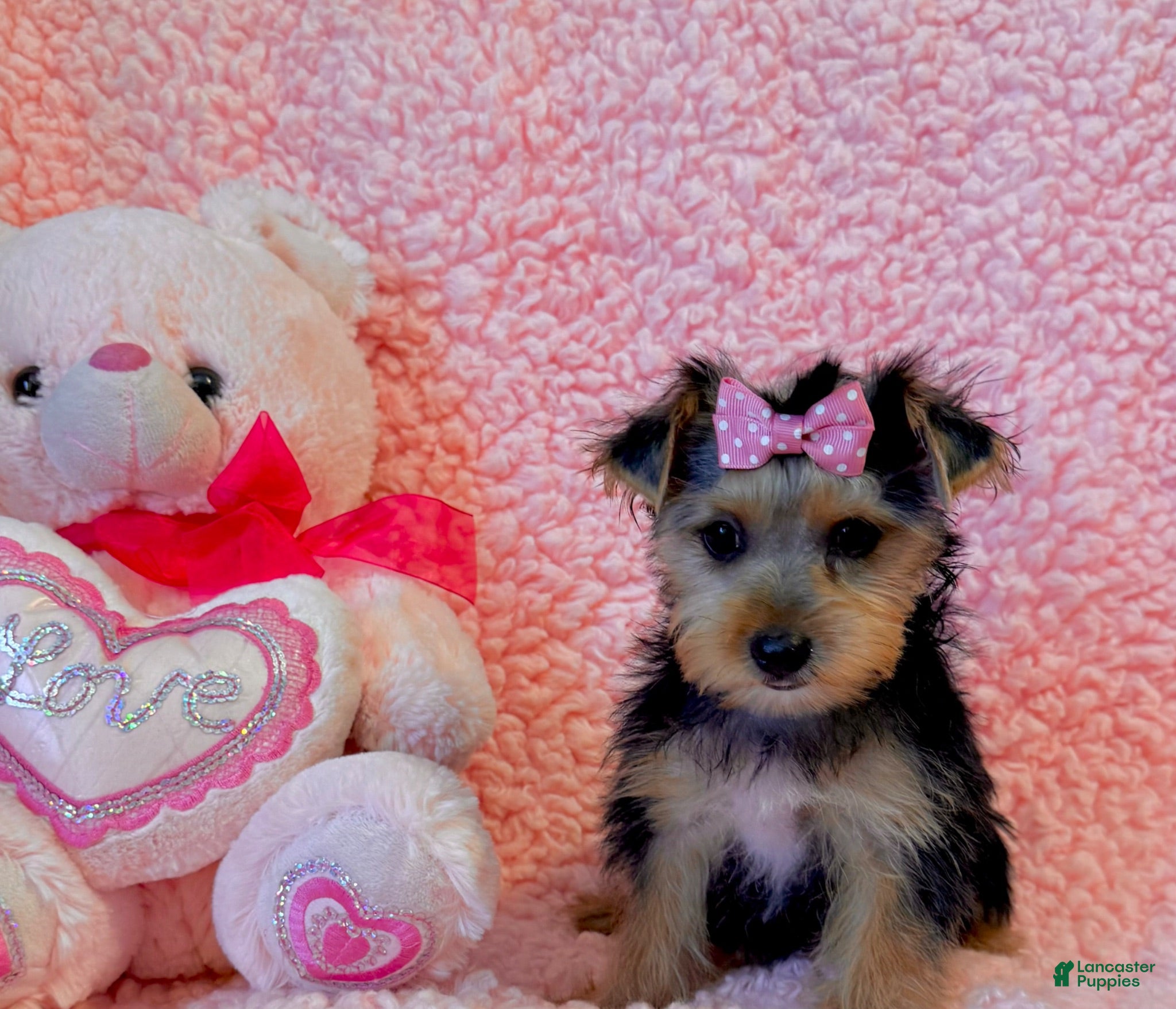 Yorkshire Terrier dogs Melody toy Yorkshire  - Ad 1