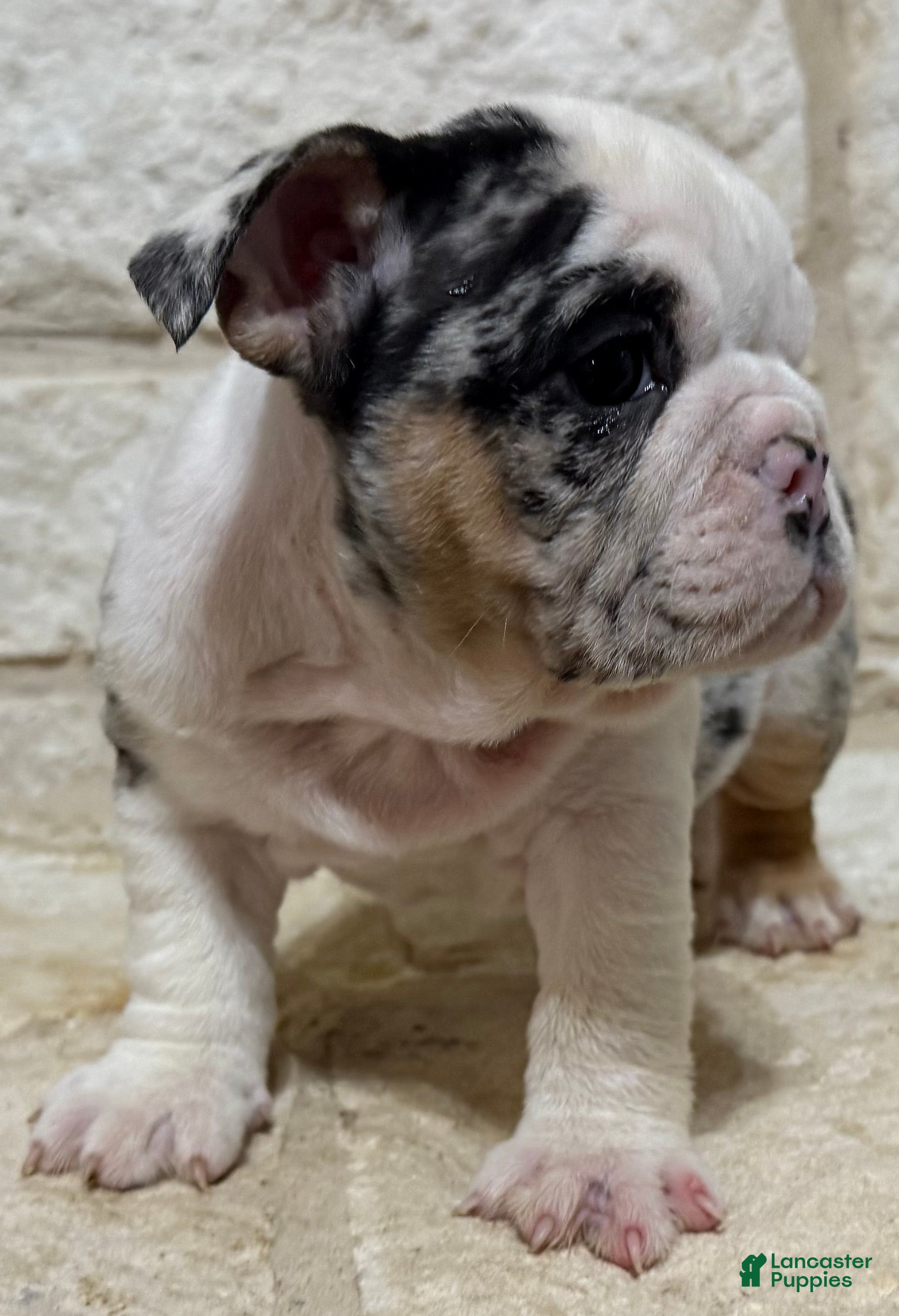 English Bulldog dogs Sophia - Ad 2