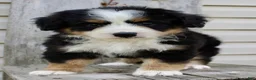 Bernedoodle dogs for sale: Ricky - Ad 2