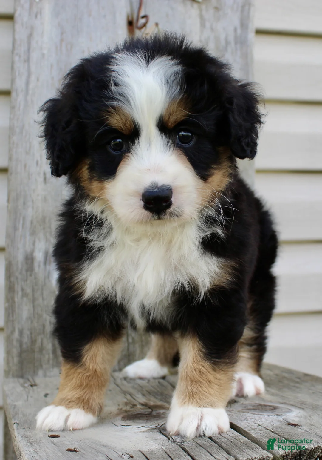 Bernedoodle dogs for sale: Ricky - Ad 2