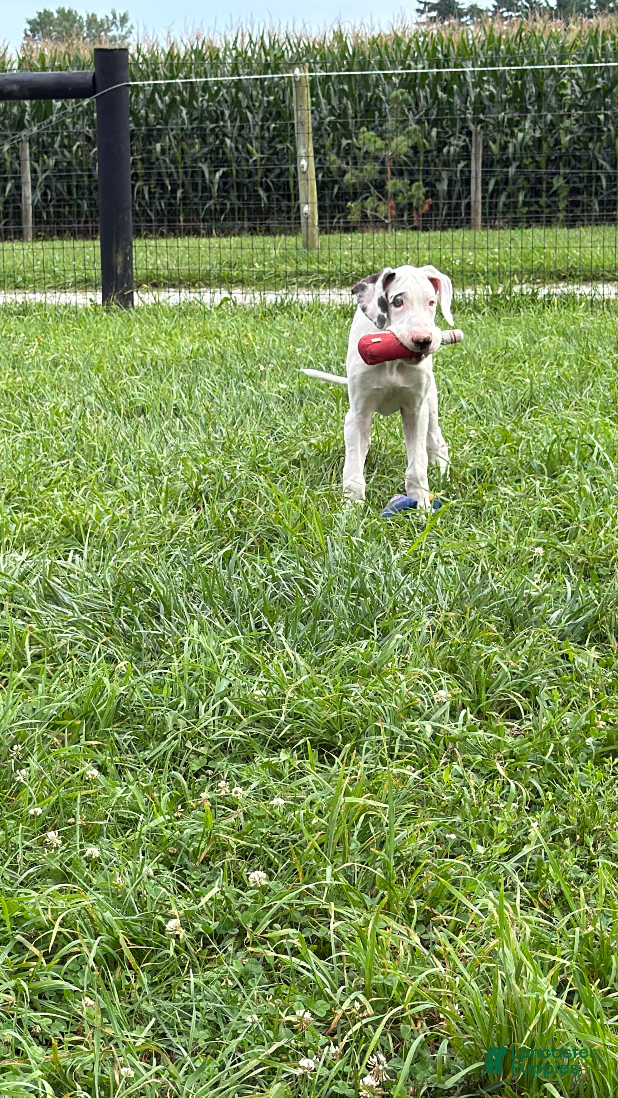 Great Dane dogs Pearl Great Dane  - Ad 2