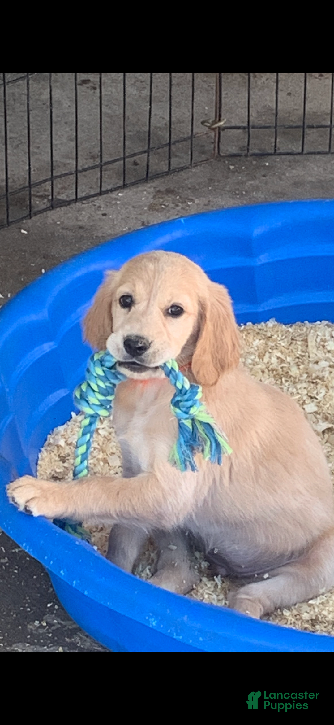 Golden Retriever dogs for sale: Christmas Blue Male  - Ad 7