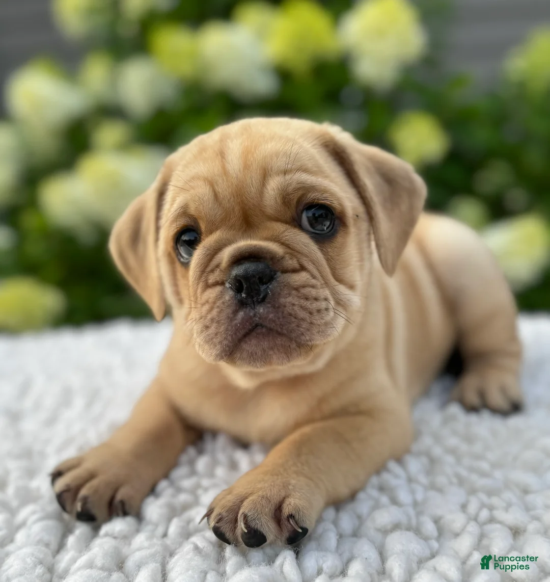 Mixed Breed dogs for sale: Gunner  - Ad 1