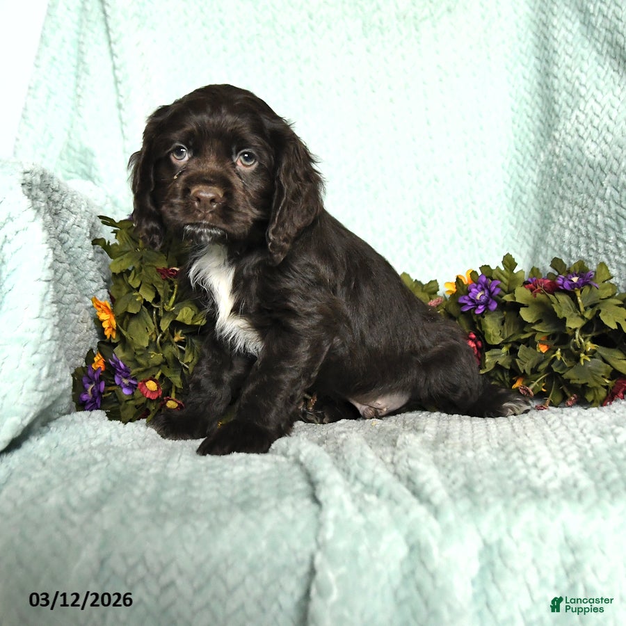 Cocker Spaniel dogs Scamper - Ad 1