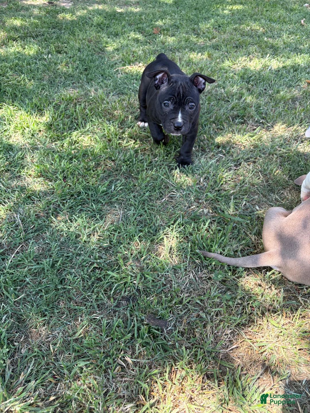 American Bully dogs for sale: American Bully Puppy 6 - Ad 2