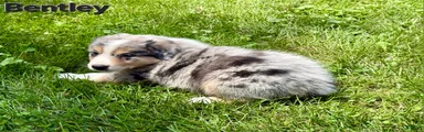 Australian Shepherd 3