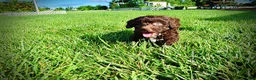 Havapoo dogs for sale: Cookie - Ad 20