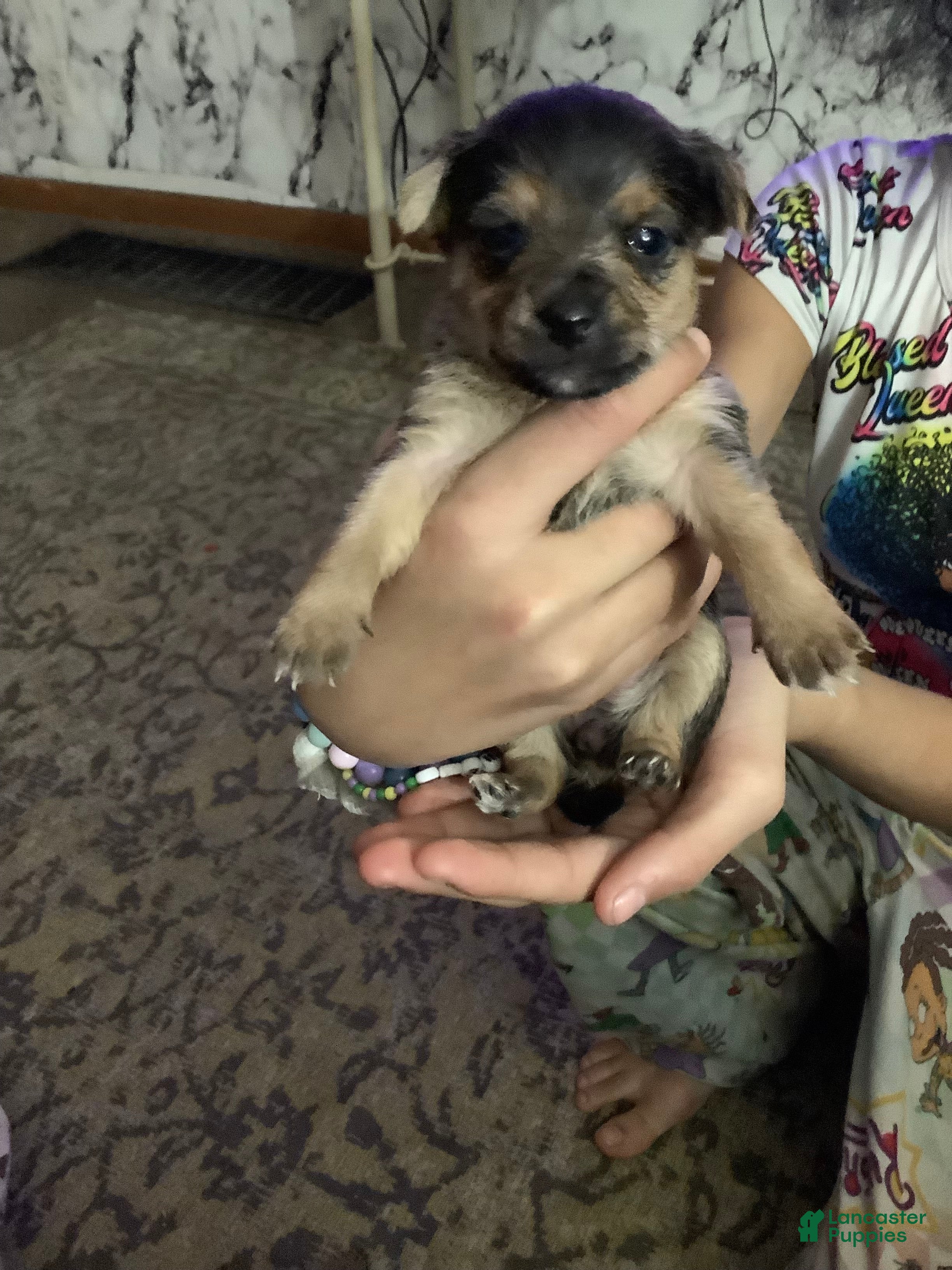 Mixed Breed dogs Jenny - Ad 26