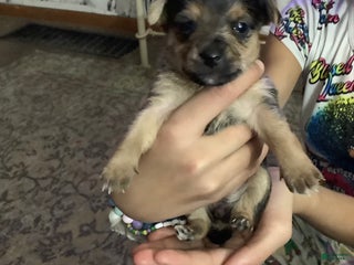 Mixed Breed dogs Jenny - Ad 26