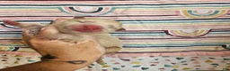 Chow Chow dogs for sale: Cream rough F Chow chow - Ad 1