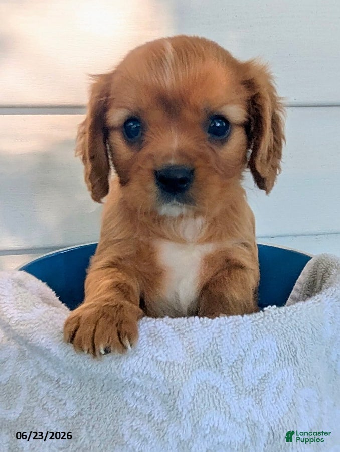 Cavalier King Charles Spaniel dogs Levi - Ad 1