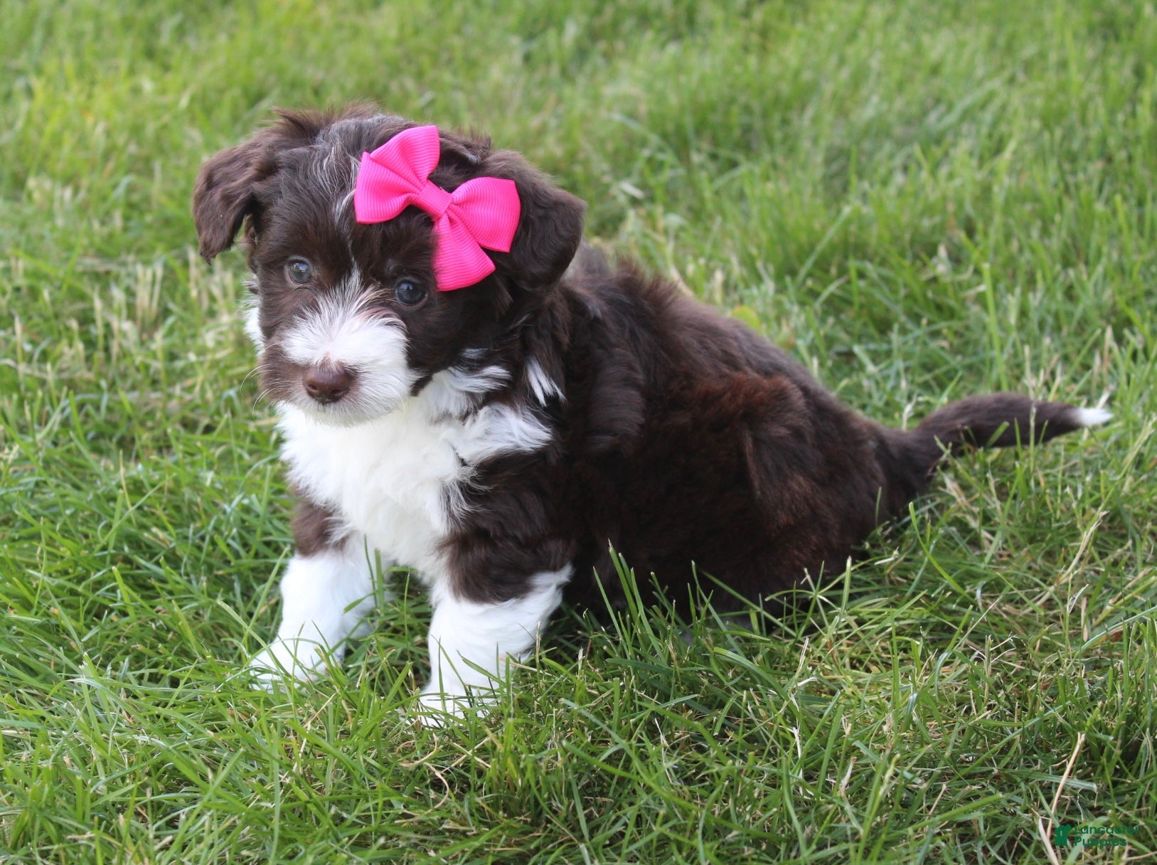 Mini Aussiedoodle dogs for sale: Jamie 🎀 - Ad 2