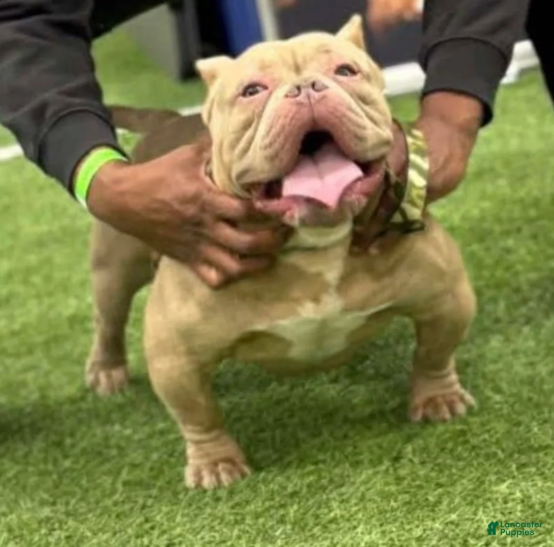 Gallery Image {{count}}