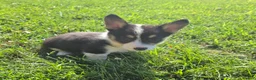 Mixed Breed dogs for sale: Sparkle - Ad 3