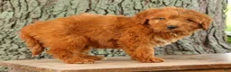 Mini Goldendoodle dogs for sale: Tucker - Ad 6
