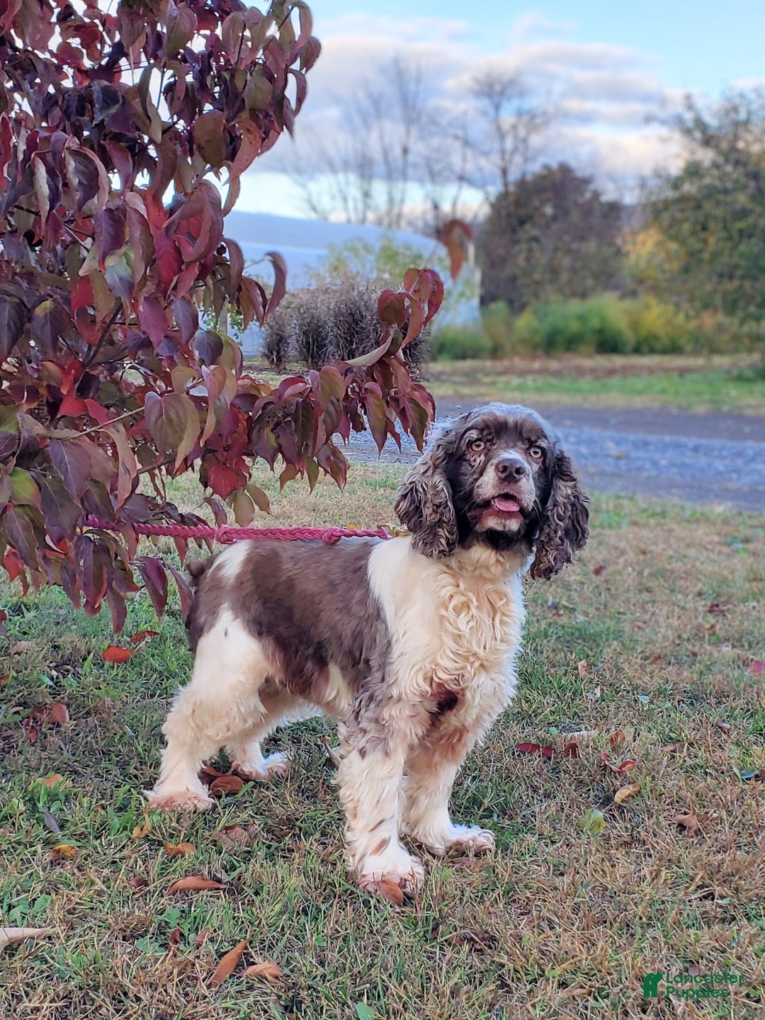 Cocker Spaniel dogs for sale: Lacey - Ad 4