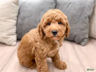 Mini Goldendoodle dogs for sale: Harper - Ad 3