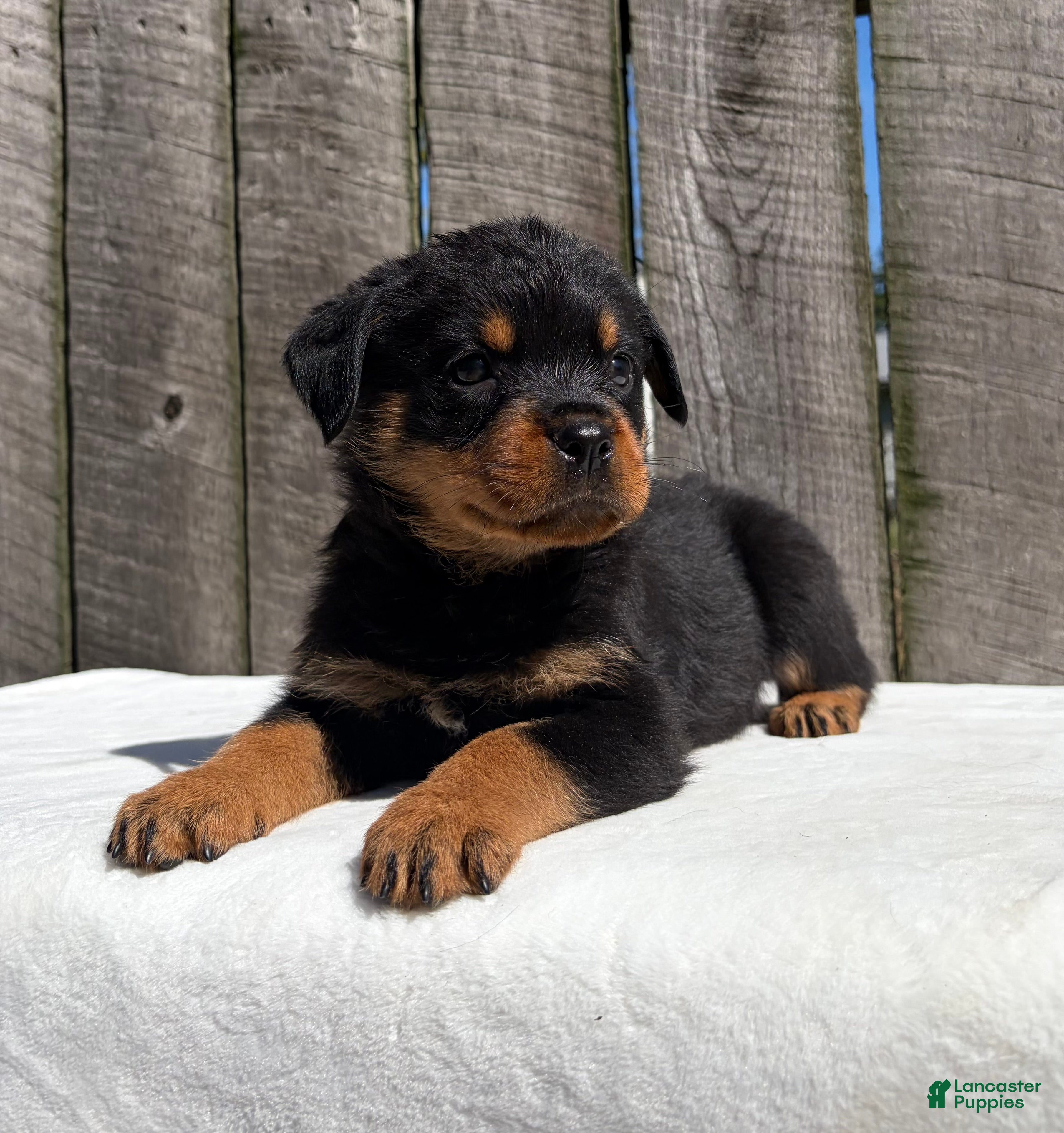 Rottweiler dogs Reba - Ad 1
