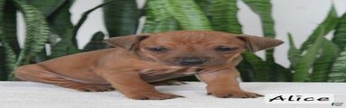 Rhodesian Ridgeback Puppy 8