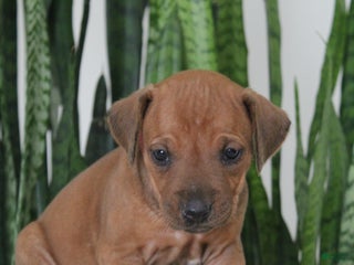 Rhodesian Ridgeback dogs Rhodesian Ridgeback Puppy 8 - Ad 4
