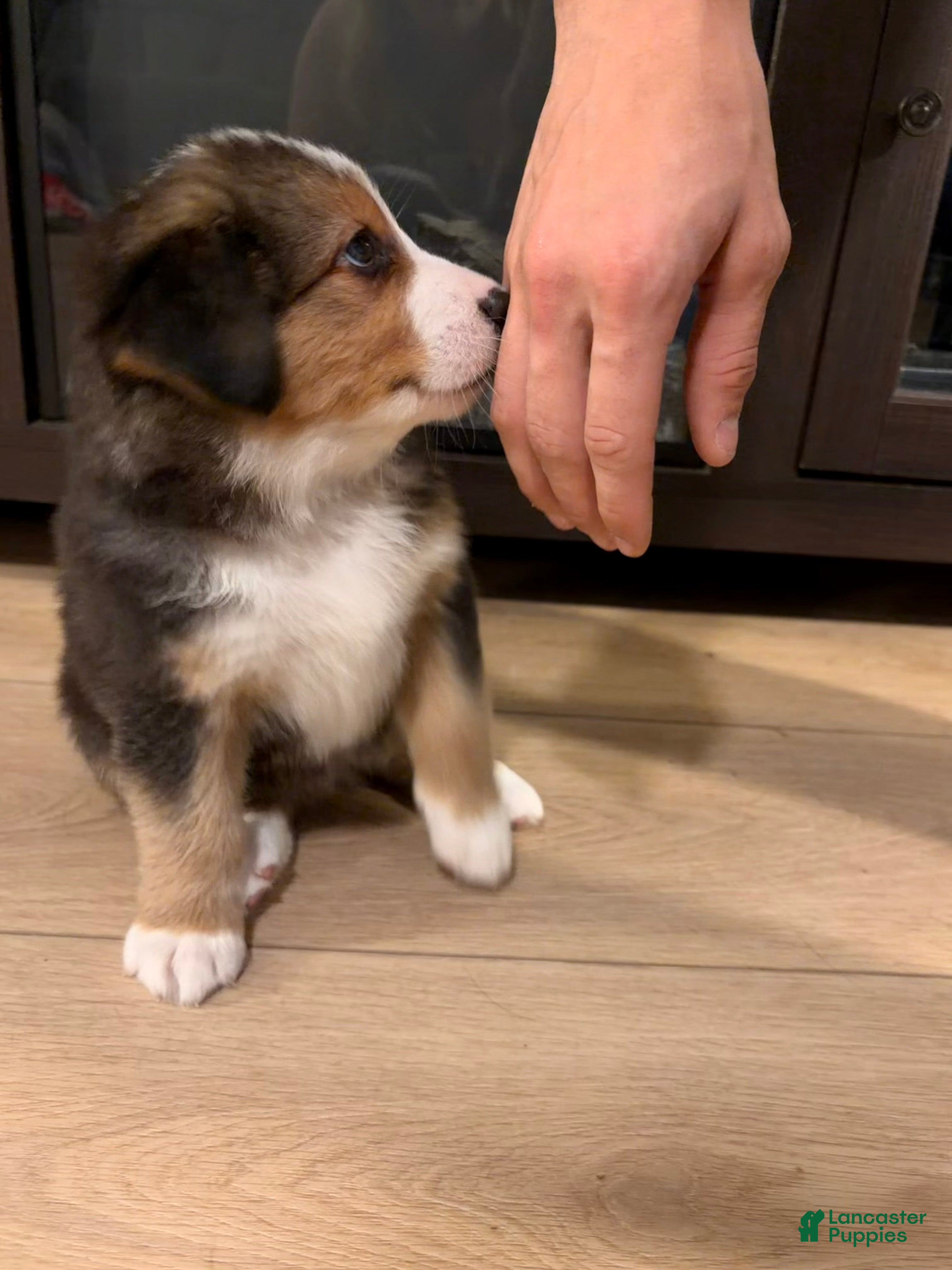 Mixed Breed dogs Light blue - Ad 2