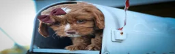 Cavapoo dogs for sale: CHARLIE - Ad 10