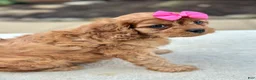 Cavapoo dogs for sale: Cavapoo 3 - Ad 4