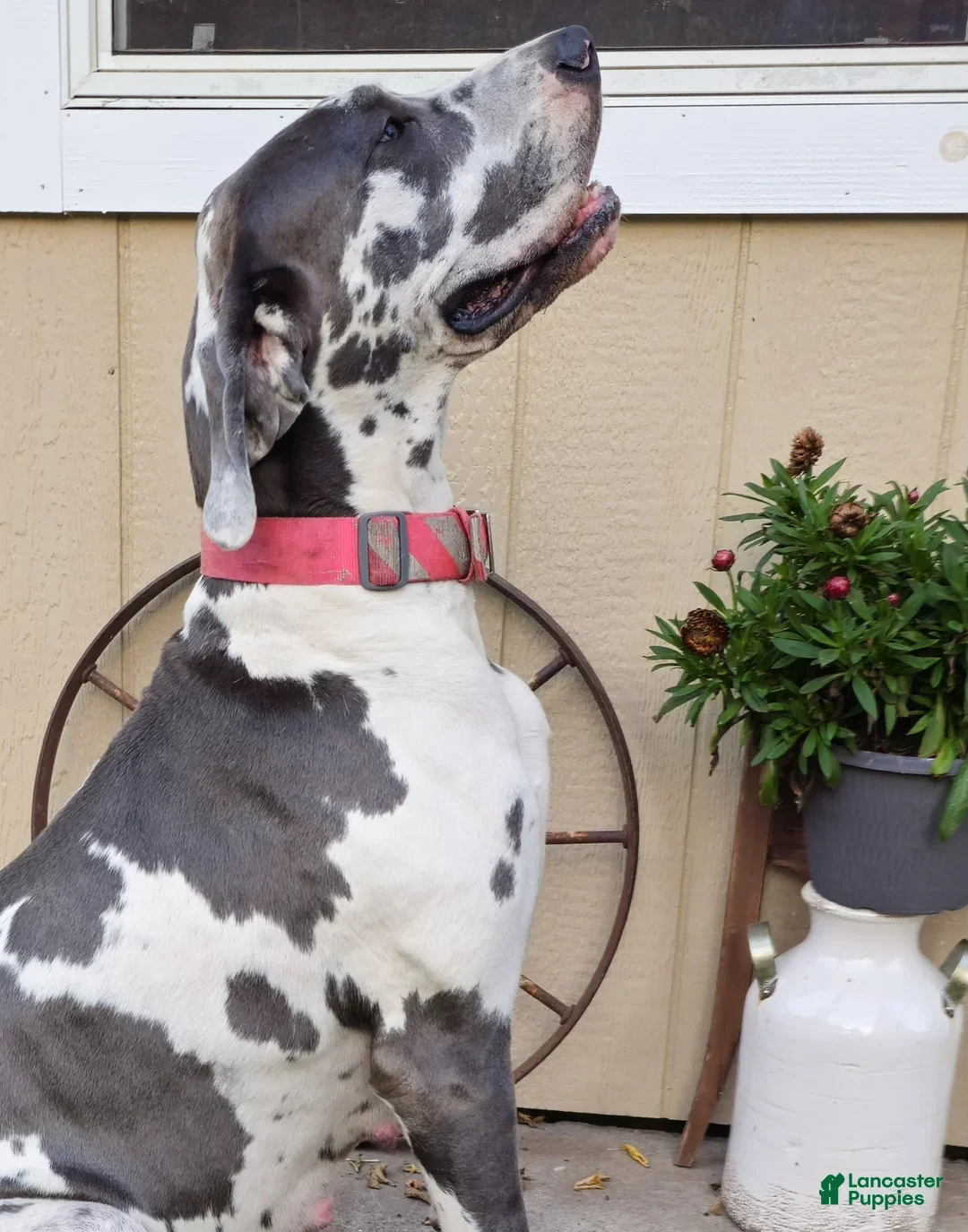 Great Dane dogs for sale: Cocoa - Ad 8