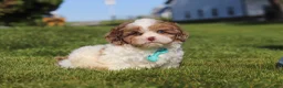 Shihpoo dogs for sale: Thomas - Ad 5