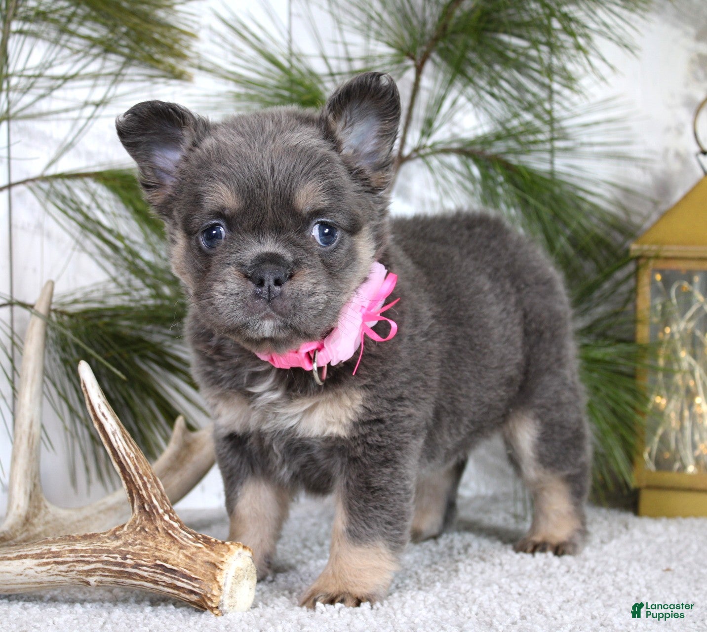 French Bulldog dogs Stella - Ad 1