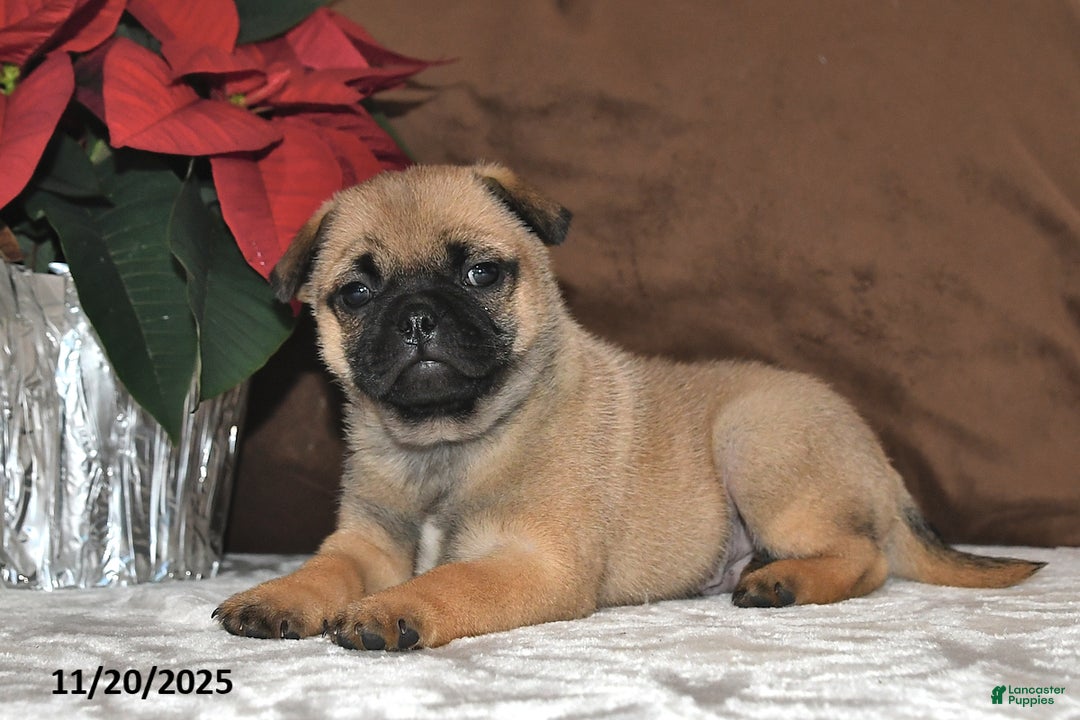 Mixed Breed dogs for sale: Carmel - Ad 2