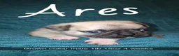 Pug dogs for sale: Ares - Ad 4