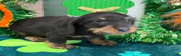 Dachshund dogs for sale: Brushy - Ad 3