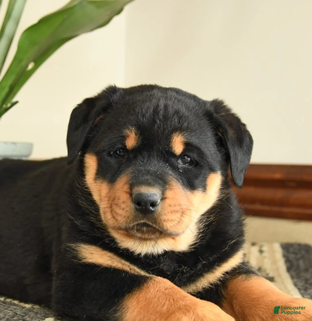Rottweiler dogs for sale: Diamond - Ad 3