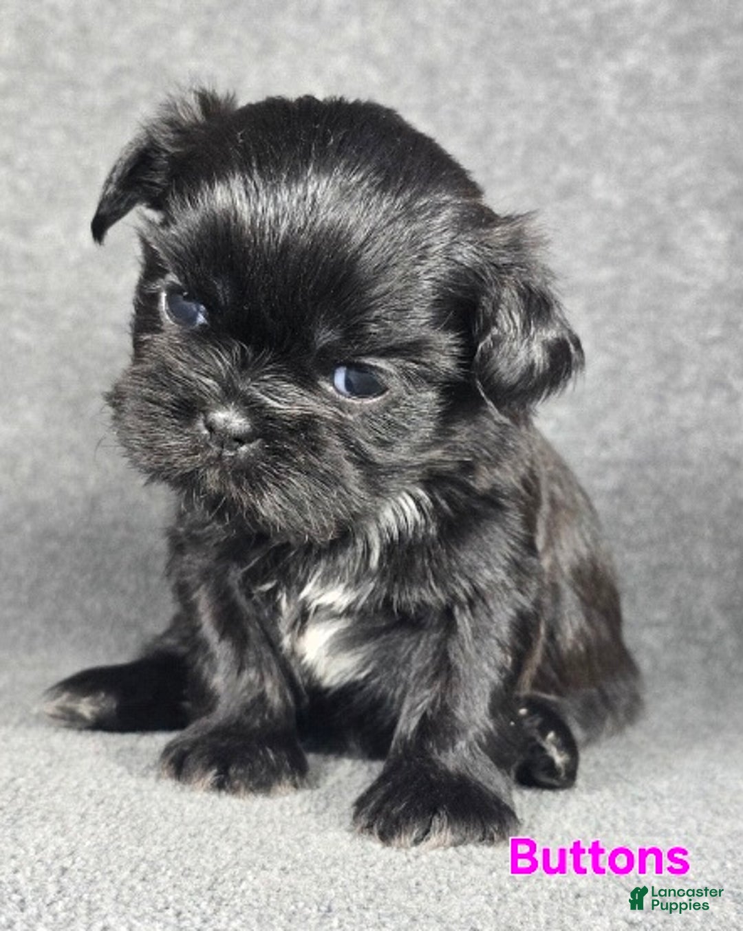 Shih Tzu dogs for sale: Buttons - Ad 2