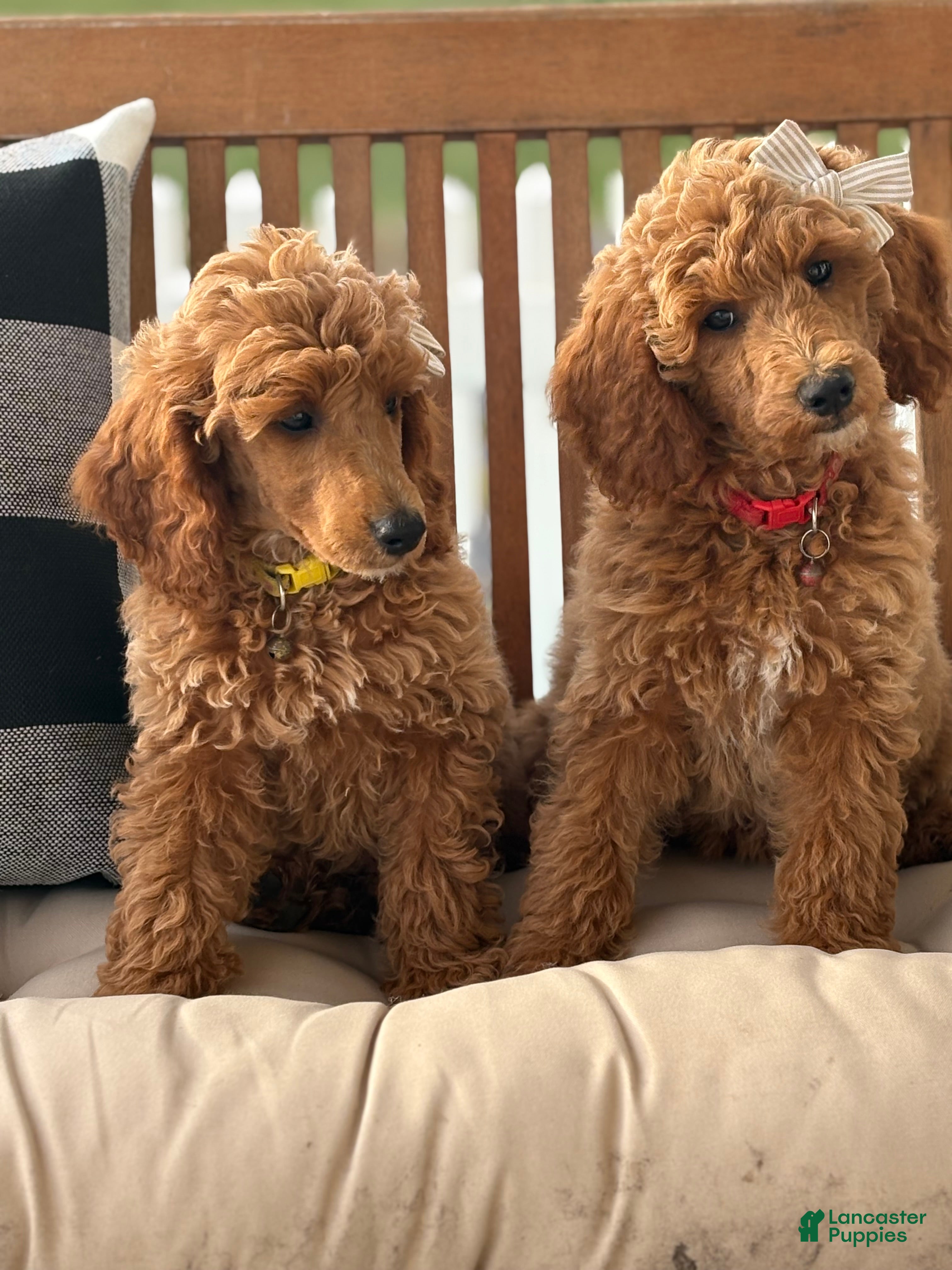Standard Poodle dogs Lilo - Ad 17