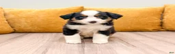 Miniature Australian Shepherd dogs for sale: Rose - Ad 1