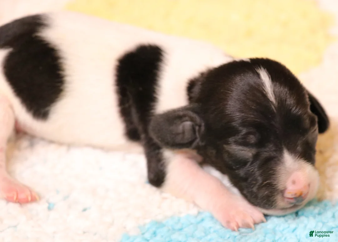 Miniature Dachshund dogs for sale: Patch black/tan piebald smoothcoat - Ad 1